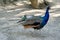 Lovely peacock in the zoo