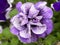 Lovely Petunia viva double purple vein flower