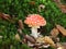 Lovely photo red mushroom