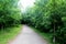 A lovely and picturesque tree lined nature path for a quiet walk in an English town