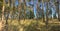 Lovely pine forest panoramic image
