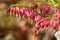 Lovely pink Asian Bleeding Heart flowers at Cantigny Park in Wheaton, Illinois.