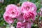 Lovely pink climbing roses