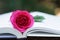 Lovely pink color rose on book, soft color tone, sweet valentine presentation concept