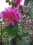 A lovely pink Dahlia flower with beautiful long green leaves