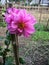 A lovely pink Dahlia flower with beautiful long green leaves