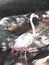 The Lovely Pink Flamingo Bird