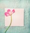 Lovely pink flowers on white blank paper card and turquoise shabby chic background, top view. Mother`s Day