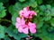 Lovely pink geranium flower plant