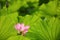 Lovely pink lotus flowers blooming among lush leaves in a pond under bright summer sunshine