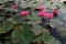 Lovely pink lotus flowers drifting on the surface of a serene pond