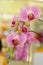 Lovely Pink Phaleonopsis Orchids