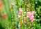 Lovely pink Snapdragons Plant flowers at a botanical garden.