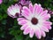 Lovely pink Spanish daisy in the rain