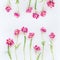 Lovely pink tulips frame composition on white background. Top view. Flat lay. Pretty layout. Abstract springtime. Mothers day or