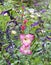 Lovely Pink And White Gladiolus In Flower Garden