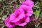 Lovely pinky flowers on the front of a house