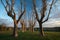 Lovely plane tree alley