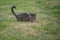 Lovely playful gray cat with striped fur