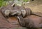 Lovely playful otters