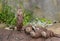 Lovely playful otters have fun outdoors nature