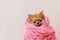 Lovely pomeranian dog in a pink towel after bath, grooming, copy space