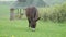 A lovely pony grazing on green pasture.