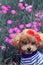Lovely poodle dog