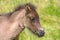 Lovely portrait of a brown Icelandic Horse foal