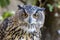 Lovely Portrait of an eagle owl