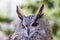 Lovely Portrait of an eagle owl