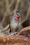 Lovely Portrait of Siberian Rubythroat