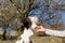 Lovely pregnant goat is feeling good cuddled by a human on green spring meadow field at village countryside