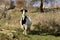 Lovely pregnant goat grazing on green spring meadow field at village countryside