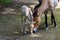 Lovely Przewalskiâ€˜s horse with a week old foal. Karlsruhe, Baden Wuerttemberg, Germany