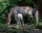 Lovely Przewalskiâ€˜s horse with a week old foal. Karlsruhe, Baden Wuerttemberg, Germany