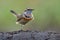 Lovely puffy brown bird with orange and blue feathers on its chin standing on soil rock over fine green bakground, bluethroat male