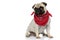 Lovely Pug puppy wearing bandana and being playful