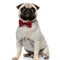 Lovely Pug puppy wearing bowtie while sitting