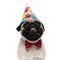 Lovely pug squeezing his eyes while wearing a birthday hat