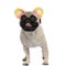 Lovely pug wearing colorful fluffy ears and panting