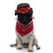 Lovely pug wearing red bandana, sunglasses and a hat