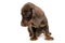 Lovely puppy dachshund waching in white studio