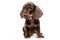 Lovely puppy dachshund waching in a white studio