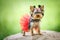 Lovely puppy of female Yorkshire Terrier small dog with red skirt on green blurred background