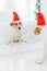 Lovely puppy wears Santa Claus hat, going to celebrate New Year or Christmas, looks in mirror. Winter holidays, pets and