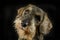 Lovely puppy wired hair dachshund portrait in black photo studio
