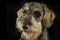 Lovely puppy wired hair dachshund portrait in black photo studio