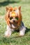 Lovely puppy of Yorkshire Terrier small dog with in rainbow sunglasses on green blurred background