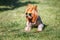 Lovely puppy of Yorkshire Terrier small dog with in rainbow sunglasses on green blurred background